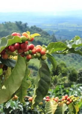 Tour Café Xperience por la región cafetera